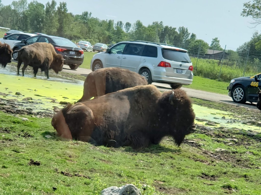 Elephant Round-Up | Flamborough, Hamilton, ON N1R 5S2, Canada