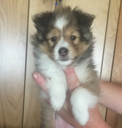 Sunnyseas Shelties | 138 Common St, Liverpool, NS B0T 1K0, Canada | Phone: (902) 354-5911