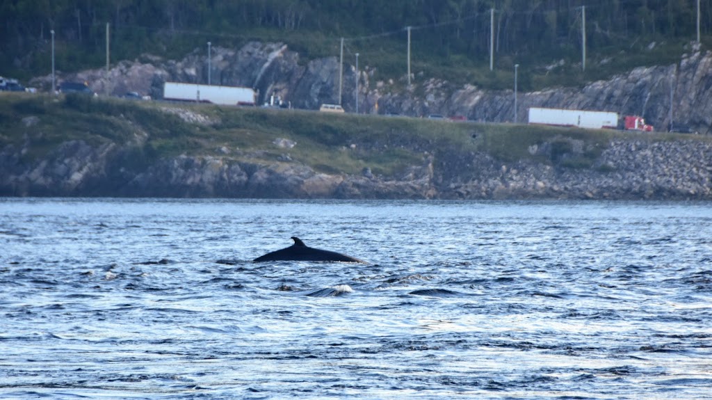 Islet Point | 150 Rue du Parc, Tadoussac, QC G0T 2A0, Canada | Phone: (450) 803-5984