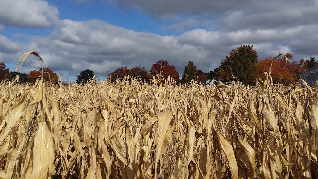 Evans Family Farm Market | 13808 Nova Scotia Trunk 1, Wilmot, NS B0P 1W0, Canada | Phone: (902) 825-3878