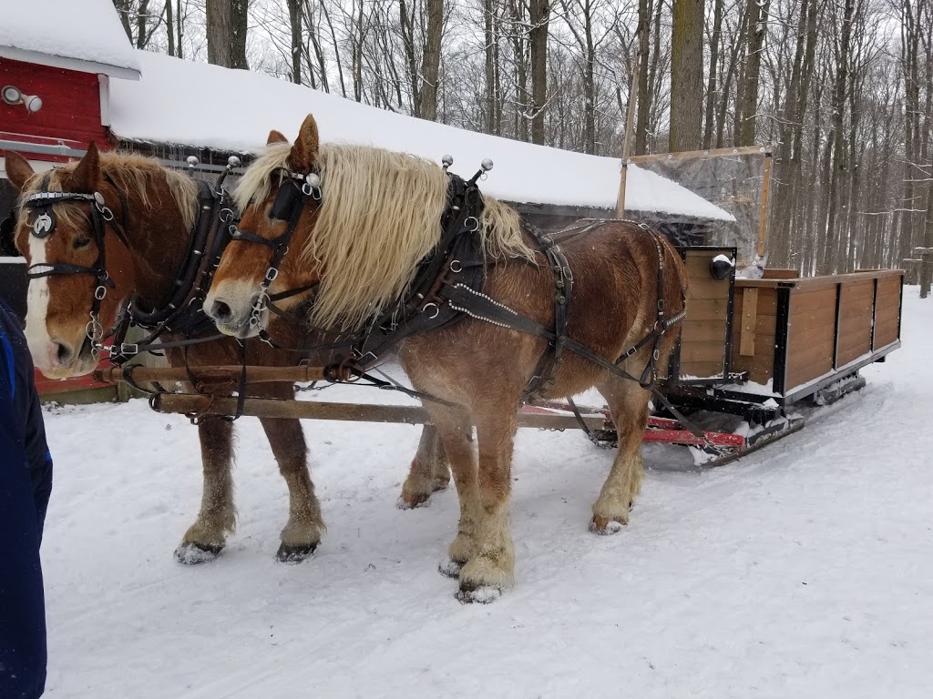 St. Jacobs Horse Drawn Tours | 1222 Apple Grove Rd, Waterloo, ON N2J 4G8, Canada | Phone: (519) 500-5168