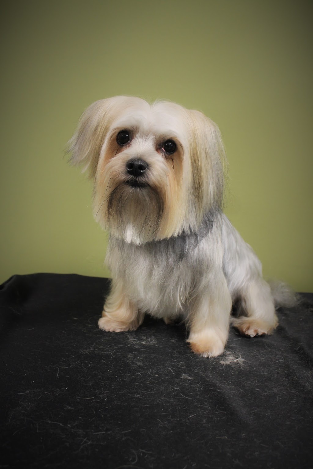 Durham Dog Grooming | 1627 Dundas St E, Whitby, ON L1N 2K9, Canada | Phone: (905) 728-3464