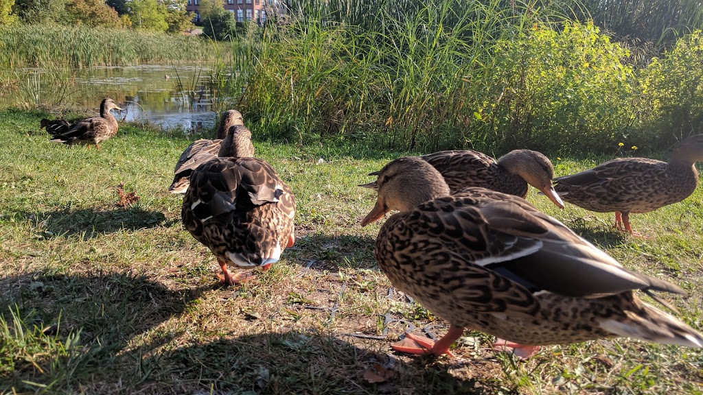 Lacoursière Park | 700 Chemin Marie le Ber, Verdun, QC H3E 1P2, Canada