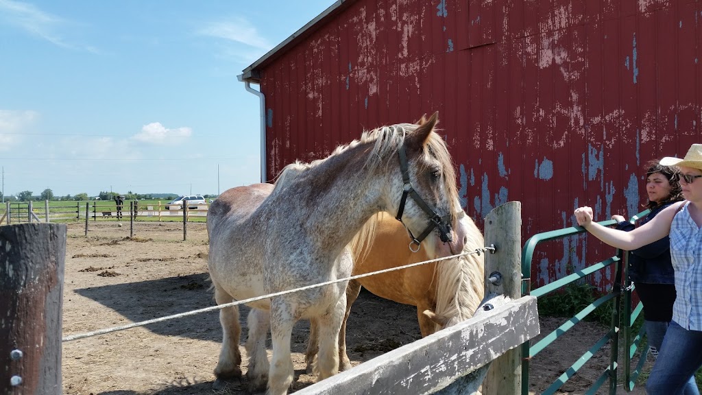 Whispering Hearts Horse Rescue | 1652 Concession 10 Walpole, Hagersville, ON N0A 1H0, Canada | Phone: (905) 768-9951
