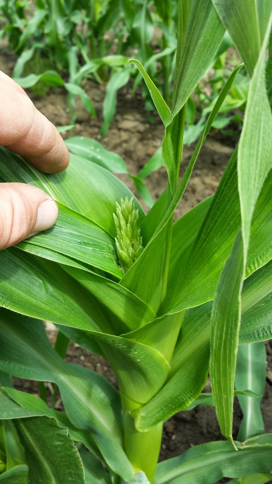 Sébastien Flibotte, agronome | Rang 5 Wendover Sud #1190, Saint-Cyrille-de-Wendover, QC J1Z 1S4, Canada | Phone: (819) 397-2031