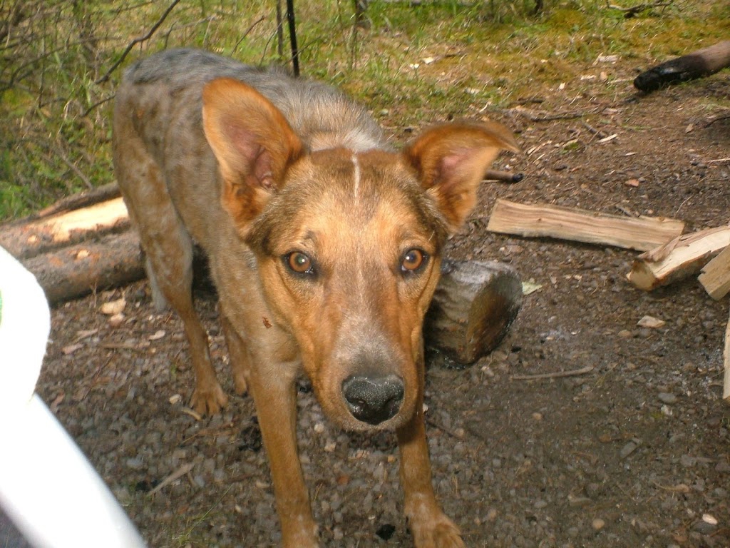 Cartier Creek Campground | Clearwater County, AB T0M, Canada | Phone: (403) 637-2198