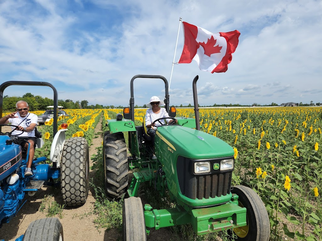 Gill Sunflower Farm | Healey Road and, Centreville Creek Rd, Caledon, ON L7C 0W9, Canada | Phone: (416) 258-8602