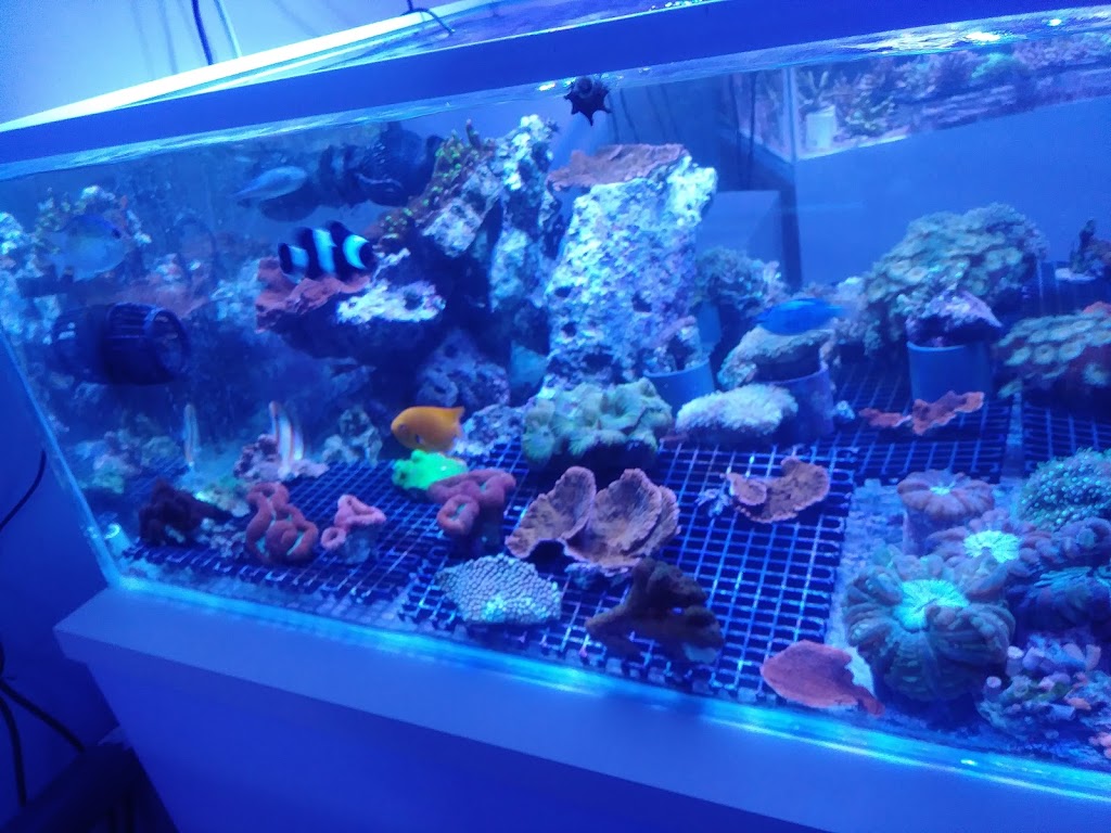 Aquarium Recifal Raging Reef - Rive-sud | 5579 Boulevard Maricourt, Saint-Hubert, QC J3Y 2E9, Canada | Phone: (450) 812-6680