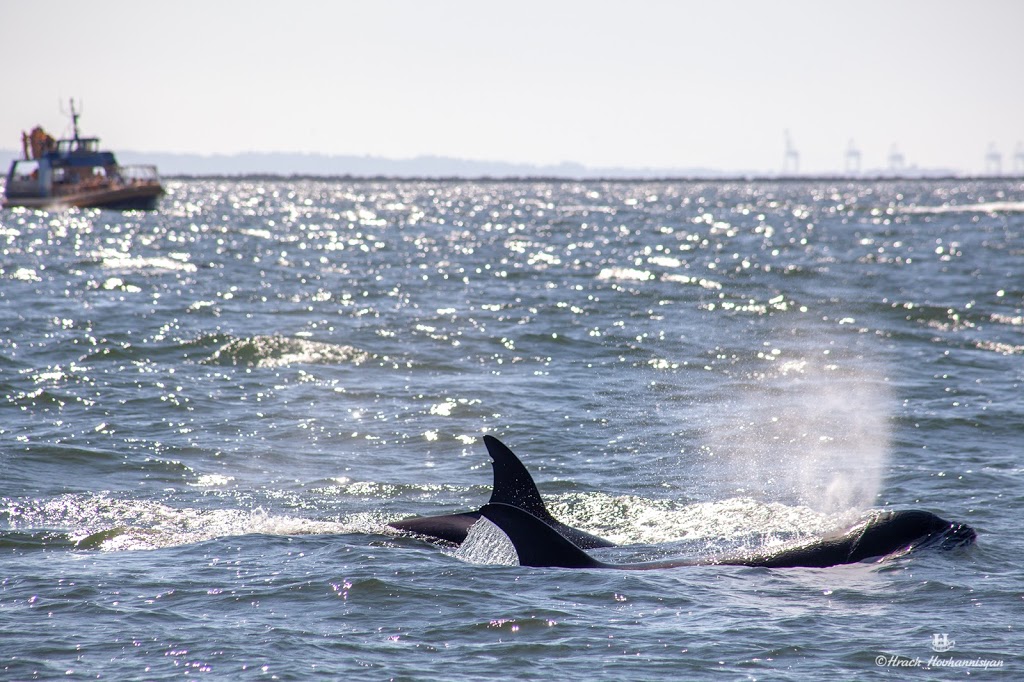 Steveston Seabreeze Adventures Vancouver | 12551 No 1 Rd, Richmond, BC V7E 1T7, Canada | Phone: (604) 272-7200