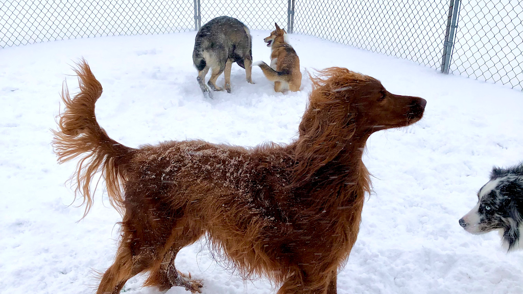 Centre Canin Vallée du Richelieu | 46 Rue Principale, Saint-Basile-le-Grand, QC J3N 1M3, Canada | Phone: (450) 441-0848