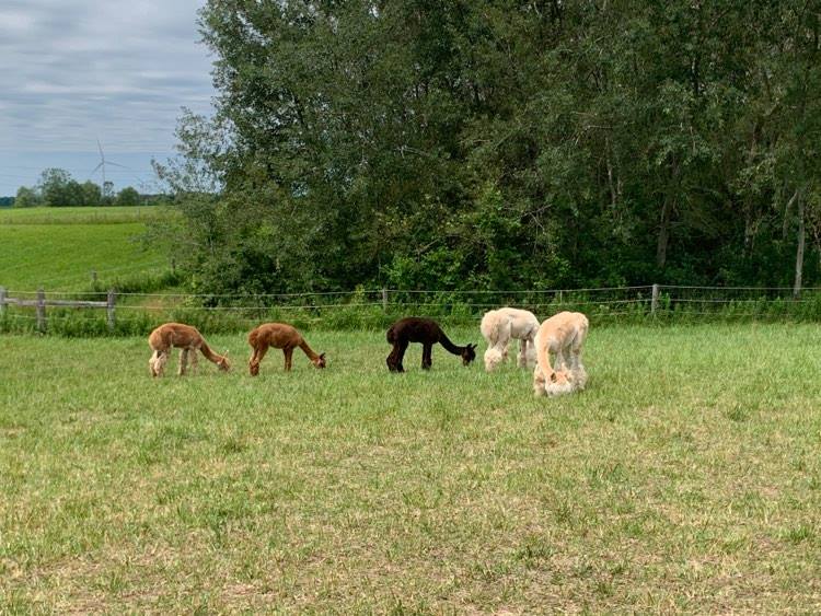 Stoneleigh Farm Alpacas | 9556 Charlton Dr, Denfield, ON N0M 1P0, Canada | Phone: (647) 654-1451