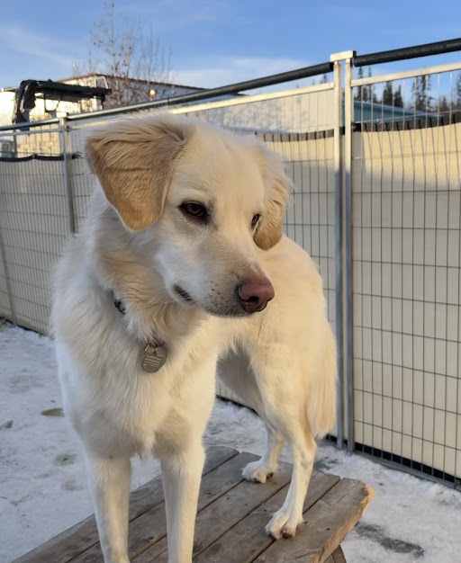 Bark Park Red Deer Riverside | 4604 62 St Bay 3, Red Deer, AB T4N 7A2, Canada | Phone: (877) 477-5597