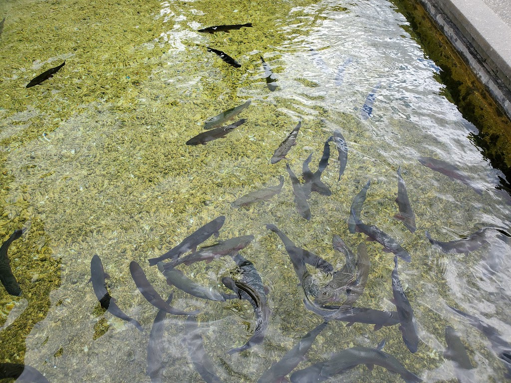 Kootenay Trout Hatchery & Visitor Centre | Fenwick Rd, Wardner, BC V0B 2J0, Canada | Phone: (250) 429-3214