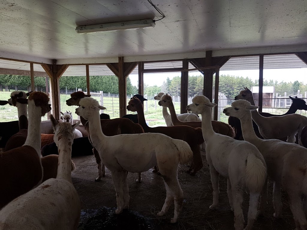 Salem Alpacas | 363 Salem Rd, Manilla, ON K0M 2J0, Canada | Phone: (705) 786-2023