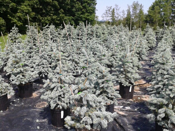 Les Plantations Univert | 385 Rang 11, Bonsecours, QC J0E 1H0, Canada | Phone: (450) 535-6596