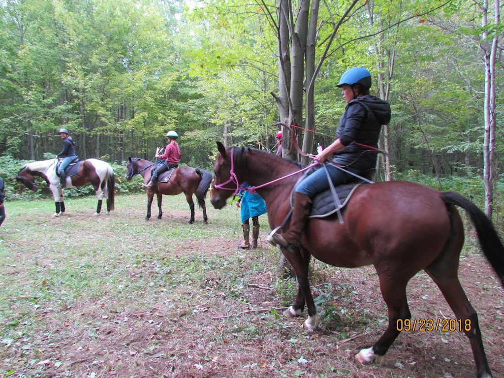 Horses of the Sun | 1944 Forced Rd, Vars, ON K0A 3H0, Canada | Phone: (613) 835-9523