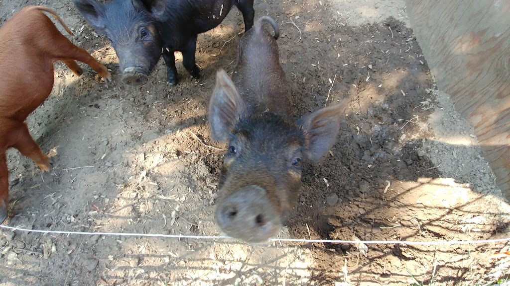 Ferme bétail des bois | 791 QC-321, Papineauville, QC J0V 1R0, Canada | Phone: (514) 742-9320