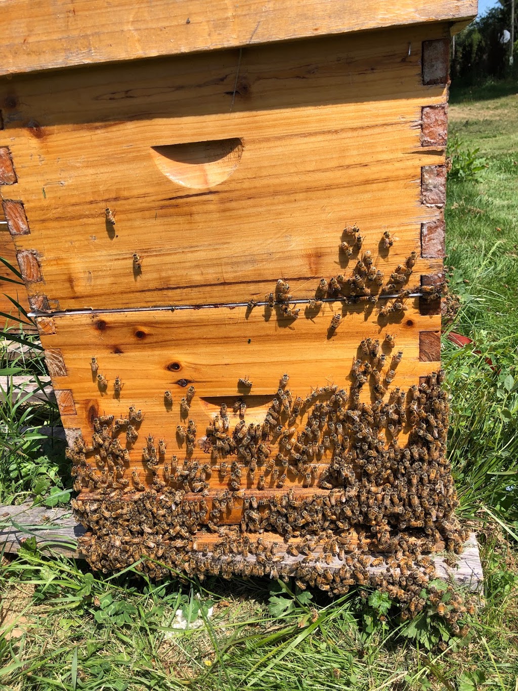 MMY Honeybee Inc | 5553 256 St, Aldergrove, BC V4W 1E7, Canada | Phone: (778) 829-9349