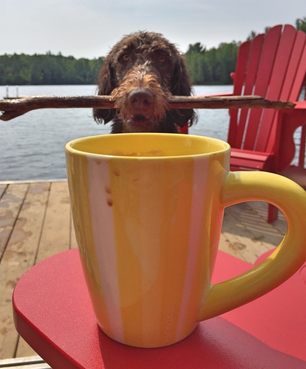 Joe the Dog Coffee | Stephanie Ave, Nepean, ON K2E 7A9, Canada | Phone: (613) 882-8006