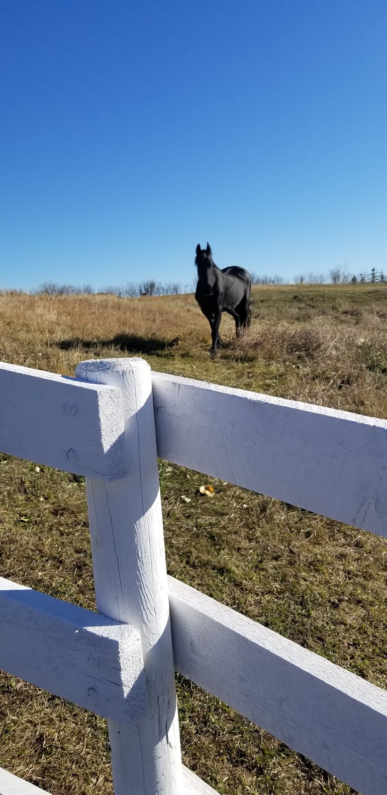 Mountain View Pet Resort | Carstairs, AB T0M 0N0, Canada | Phone: (403) 337-2959