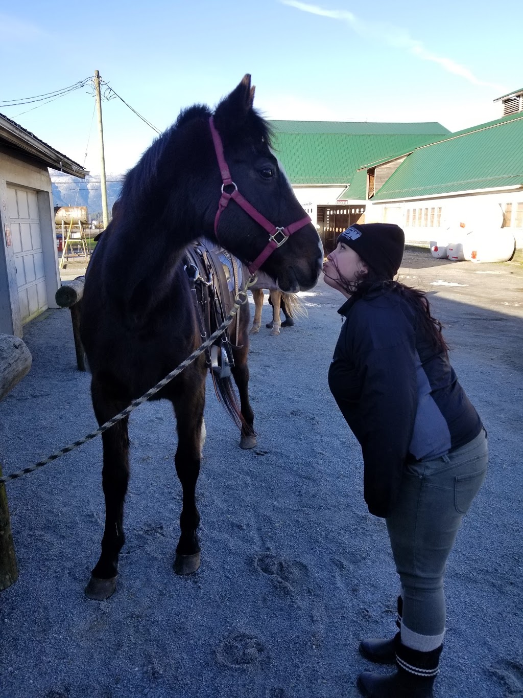 Leghorn Ranch Trail Rides & Hay Sales | 20254 Old Dewdney Trunk Rd, Pitt Meadows, BC V3Y 1Z1, Canada | Phone: (778) 886-1343