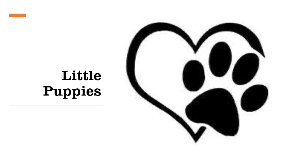 Little Puppies Canada | 611 Sandringham Dr, Waterloo, ON N2K 3L8, Canada | Phone: (226) 978-5755