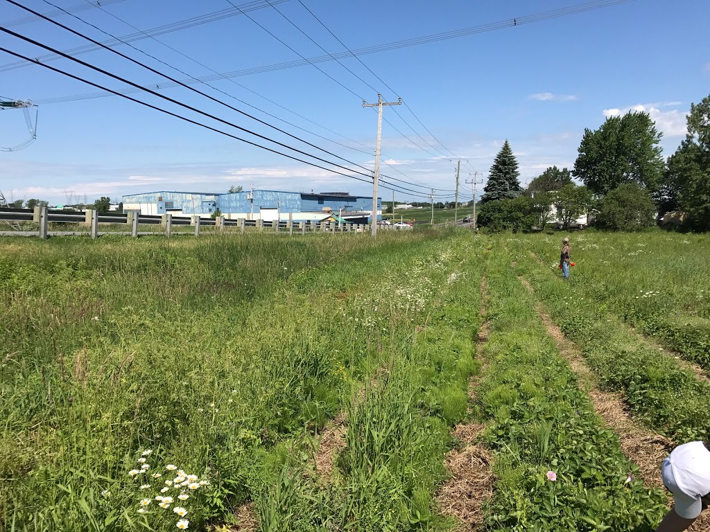 Petits Fruits & Légumes | 1250 Montée Ste Julie #1092, Sainte-Julie, QC J3E 2A4, Canada