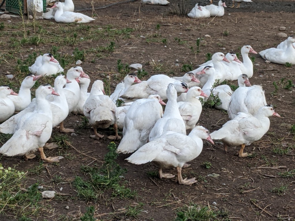 La Ferme Basque De Charlevoix | 813 Rue St Édouard, Saint-Urbain, QC G0A 4K0, Canada | Phone: (418) 639-2246