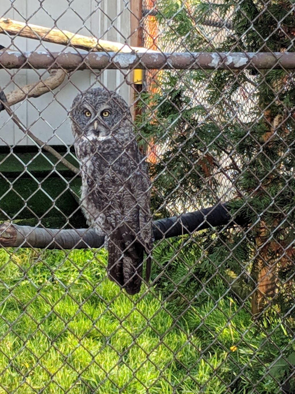 OWL Orphaned Wildlife Rehabilitation Society | 3800 72 St, Delta, BC V4K 3N2, Canada | Phone: (604) 946-3171