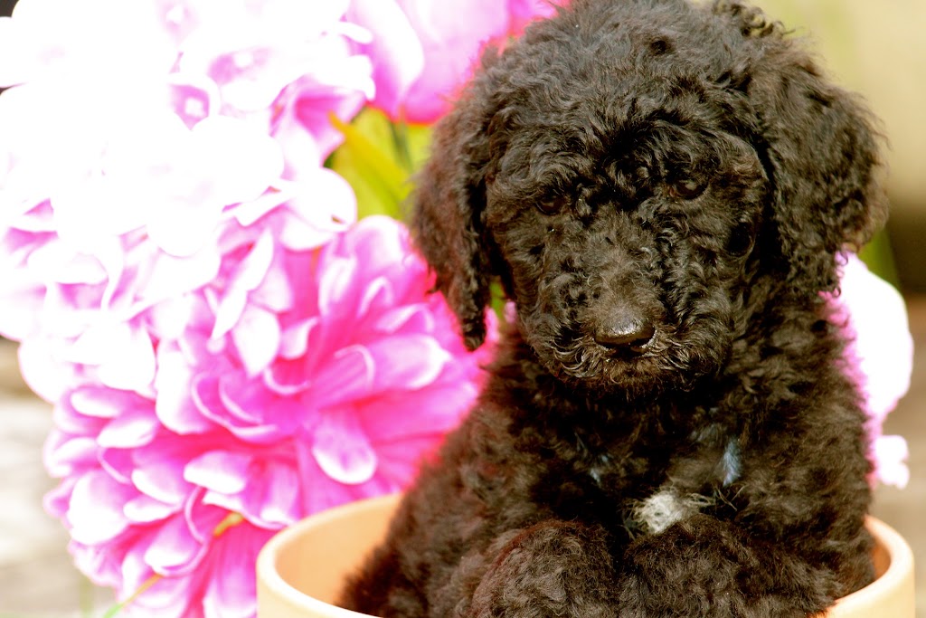 GoldenDoodles Patrick Certified Breeder | 2150 Rue Fradet, Drummondville, QC J2B 1P8, Canada | Phone: (819) 850-8881