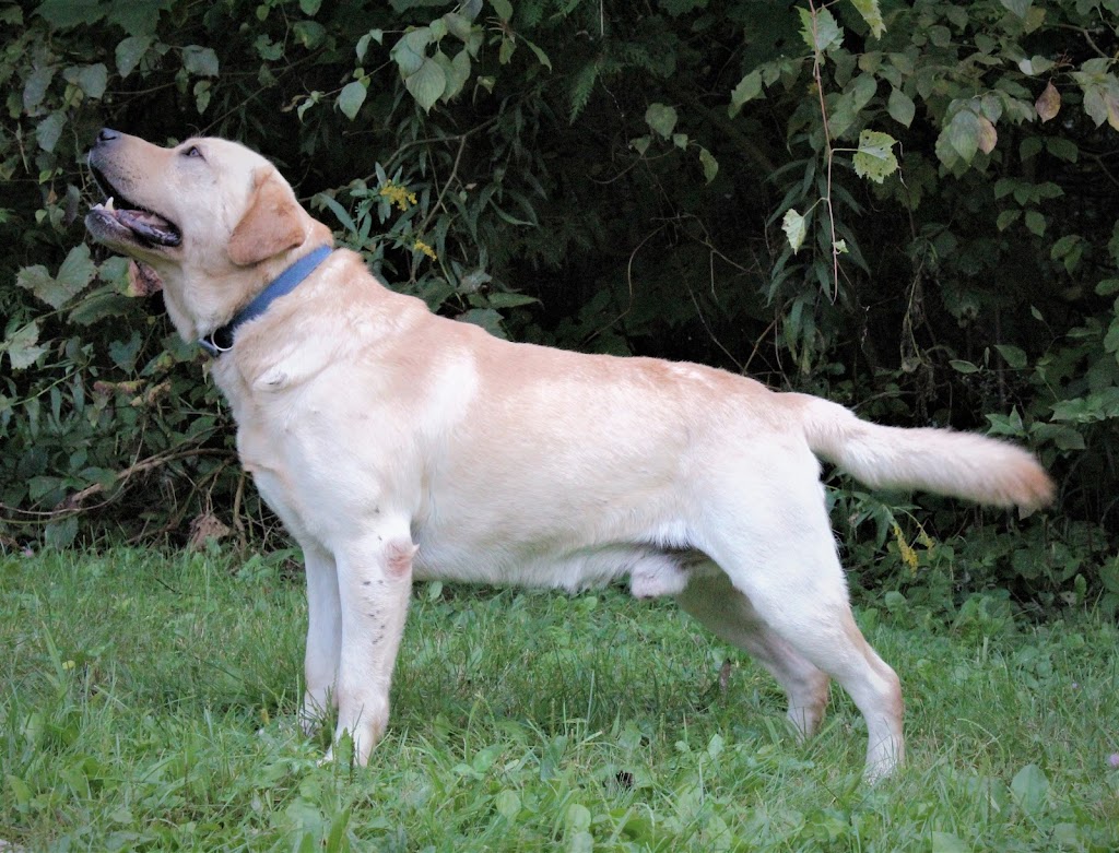 Gloryland Labradors | Kawartha Lakes, Kirkfield, ON K0M 2B0, Canada | Phone: (519) 217-4510