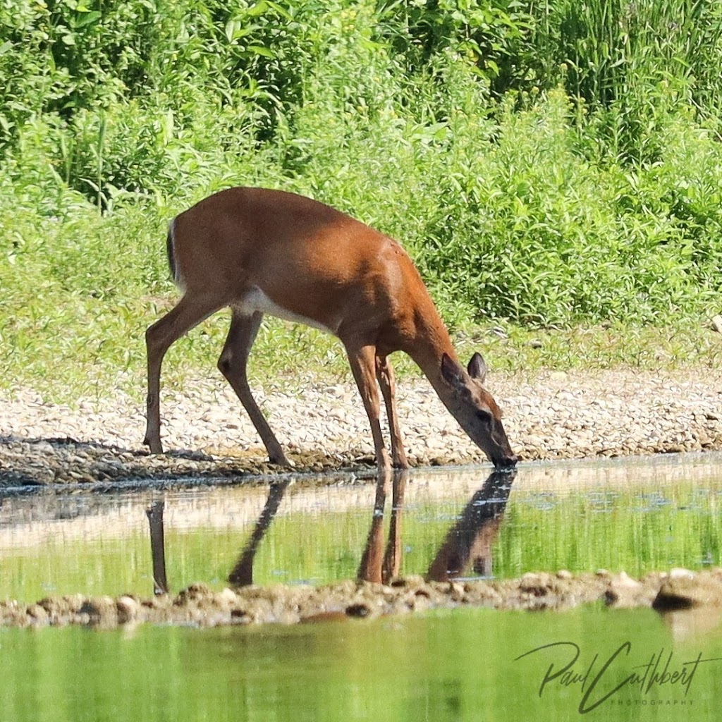 Wilkes Dam | 338 Dufferin Ave, Brantford, ON N3T 1K2, Canada | Phone: (519) 621-2761