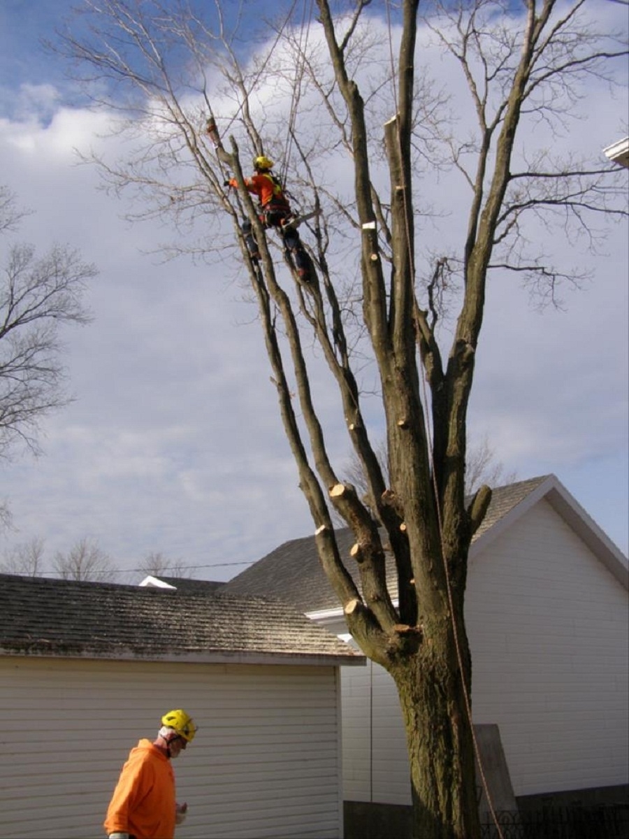 Arboriculture Renauld Vachon | 90 Rue du Lac, Scott, QC G0S 3G0, Canada | Phone: (418) 387-8376