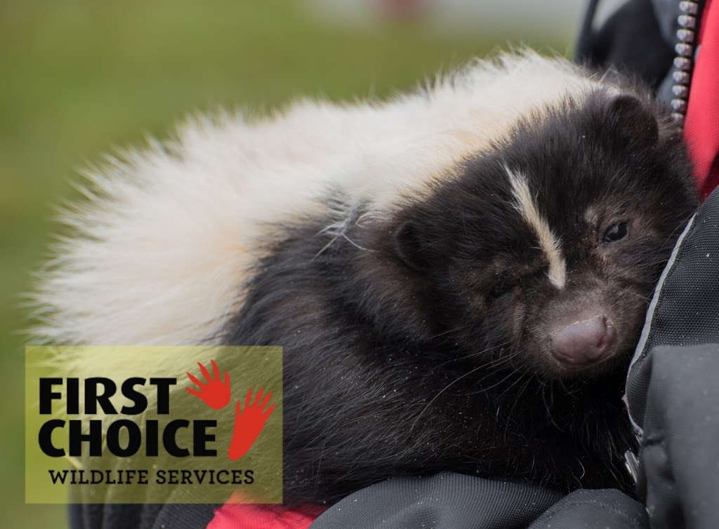 First Choice Wildlife Services | Oakville, ON L6H 0P9, Canada | Phone: (905) 399-4670