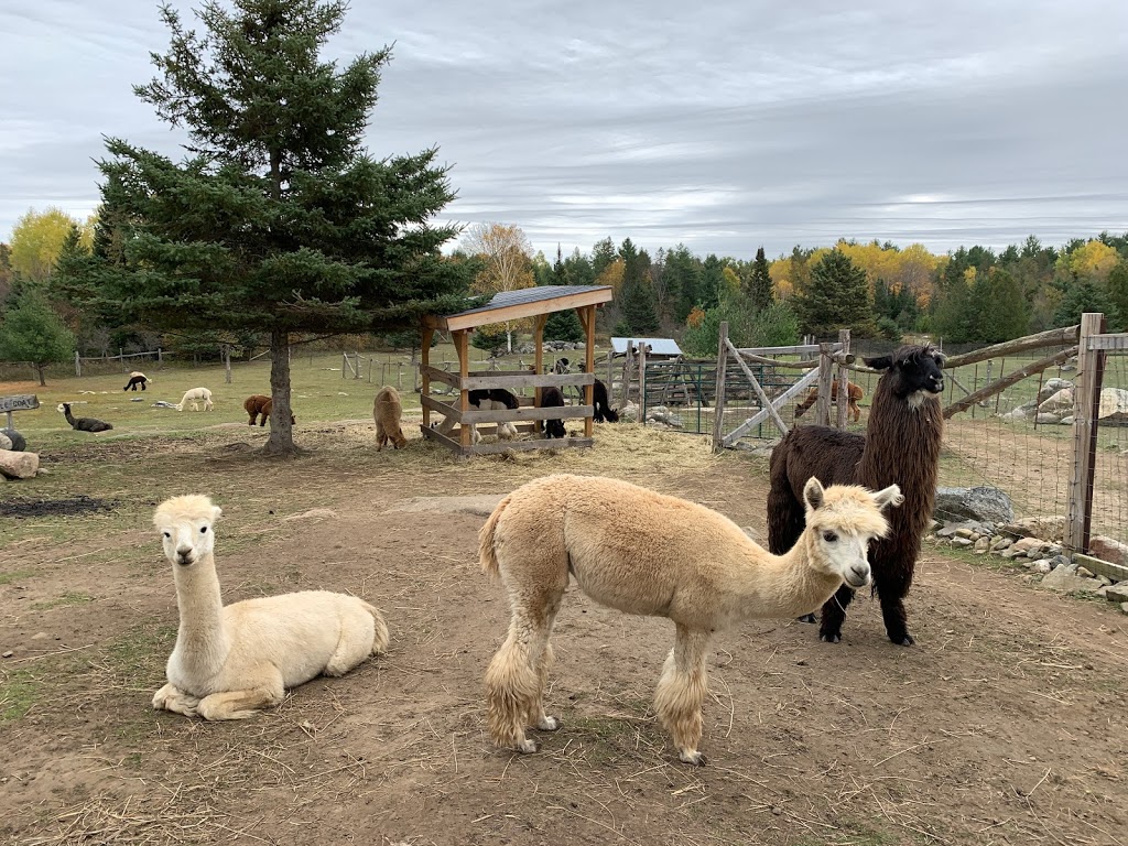 Serendipity Farm and Sanctuary - Alpacas & Llamas | 929 S Lavant Rd, Lanark, ON K0G 1K0, Canada | Phone: (613) 259-3304