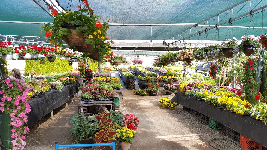 Mocon Greenhouses | 1879 Queen St W, Brampton, ON L6Y 0B6, Canada | Phone: (905) 450-7474