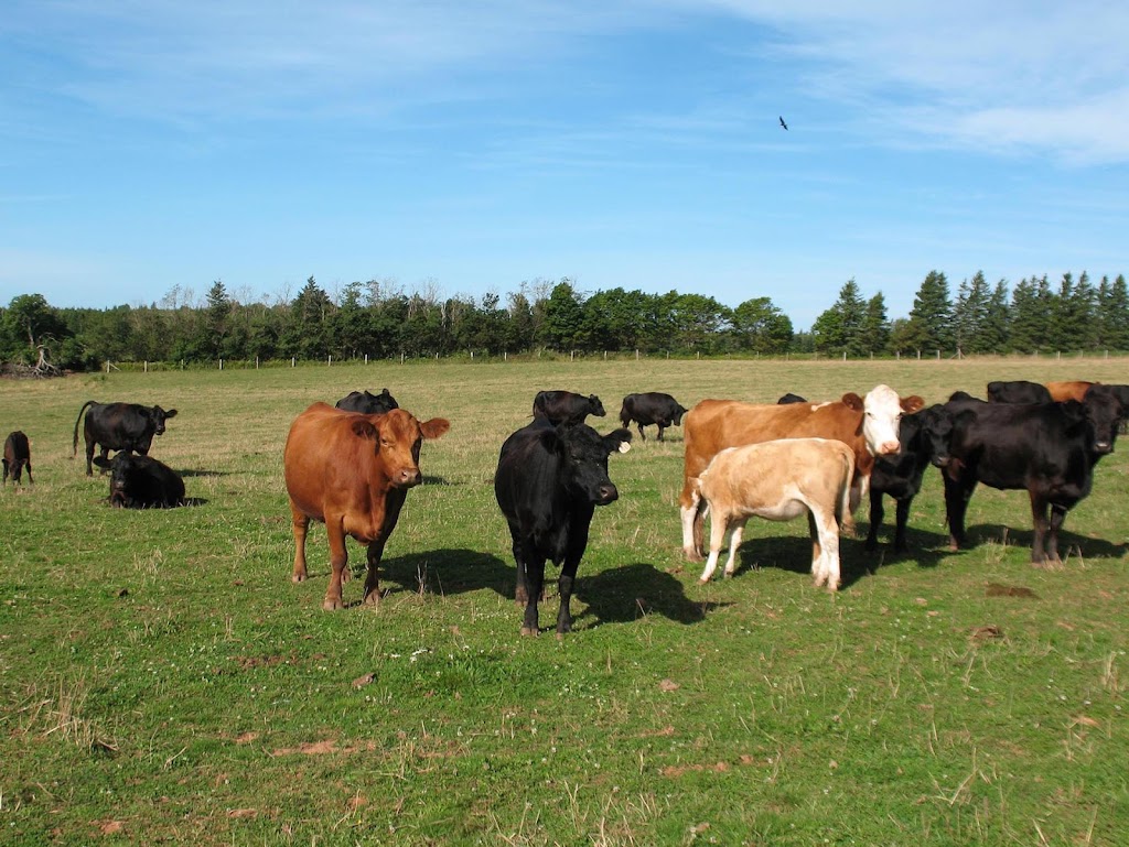 Cattle Sanctuary | 2164 Seven Mile Rd, Cardigan, PE C0A 1G0, Canada | Phone: (902) 969-0397