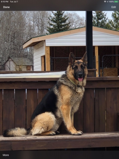 Edale German Shepherds | Cinnamon Dr, Alberta T0B 4J2, Canada | Phone: (780) 662-4843