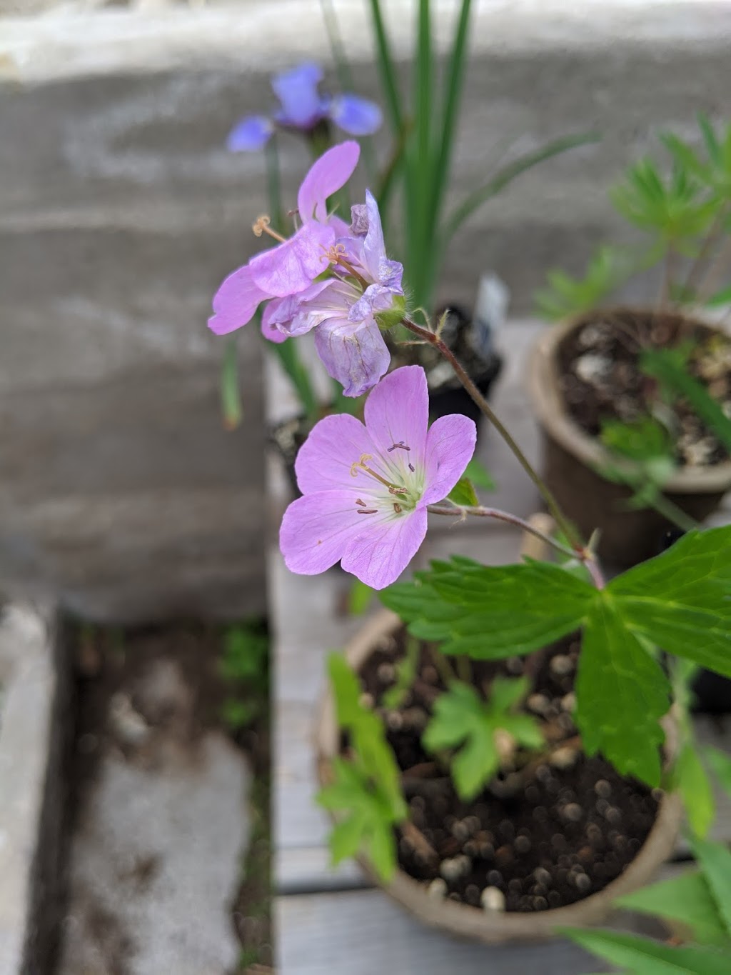 Lacewing Plants and Seedlings (at Fiddlehead Nursery) | 235599, Grey County Rd 13, Kimberley, ON N0C 1G0, Canada | Phone: (647) 465-7829