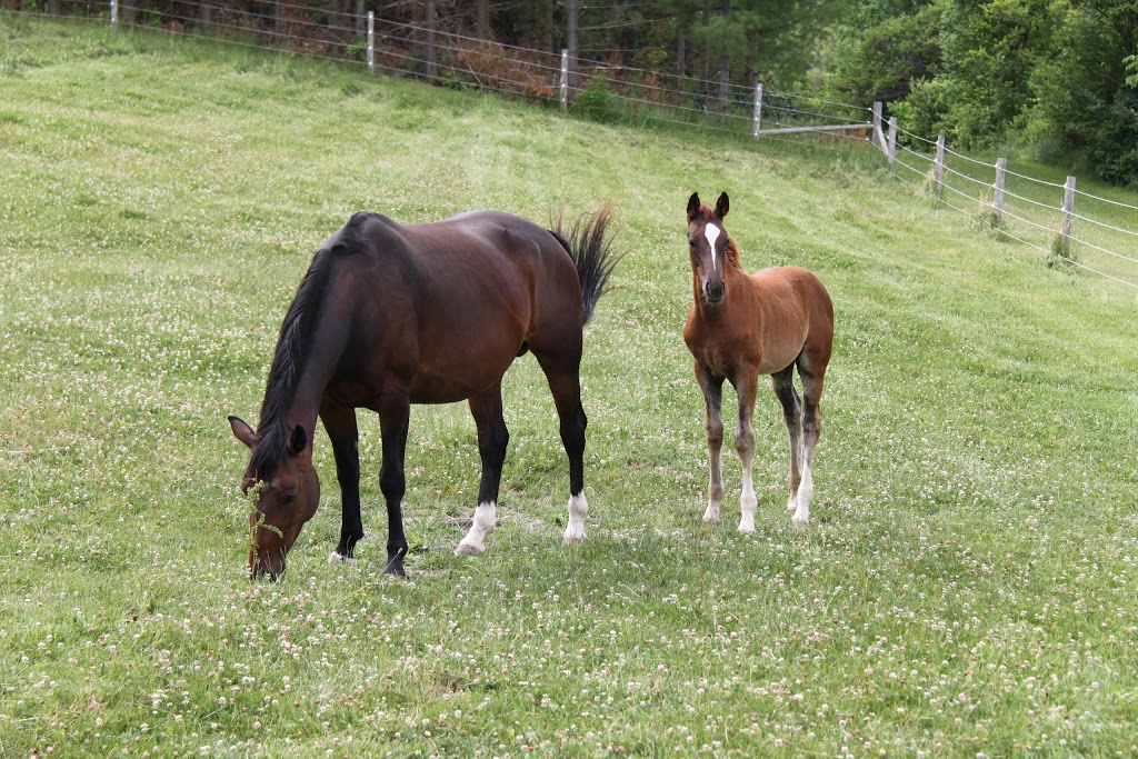 Walnut Hill Farms Hanoverians | Town Line, 265 Brant-Elderslie, Paisley, ON N0G 2N0, Canada | Phone: (905) 902-4497