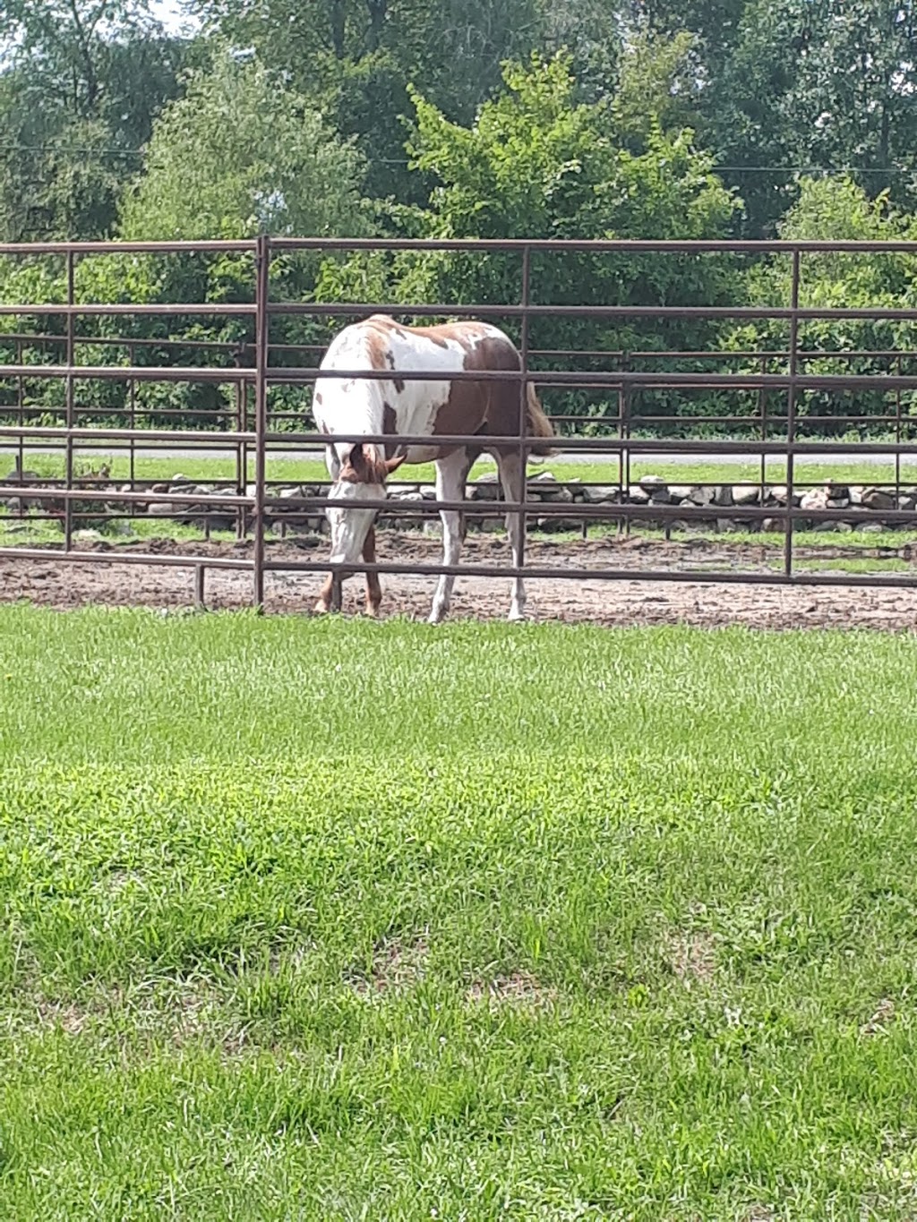 North Fork Equine Center | 1276 Oak Flats Rd, Godfrey, ON K0H 1T0, Canada | Phone: (613) 374-3085