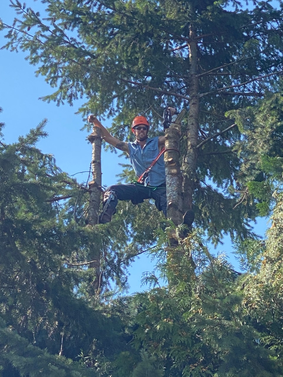 Mountain View Tree Service Inc. | 21092 Stonehouse Ave, Maple Ridge, BC V2X 8L9, Canada | Phone: (604) 615-6855