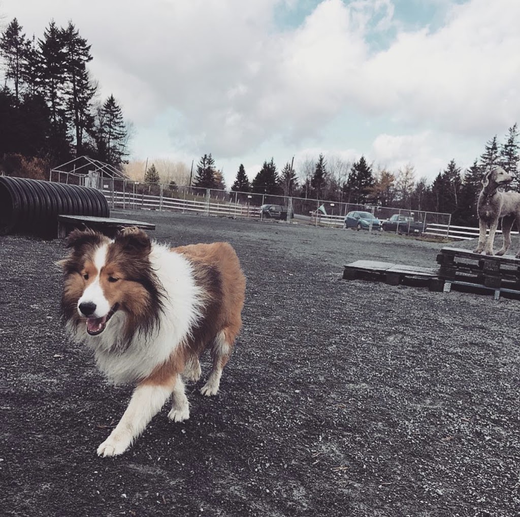 Bowlin Farms Doggie Adventures Ltd. | 96 Walkers Service Rd, Lower Sackville, NS B4C 2P7, Canada | Phone: (902) 718-9293