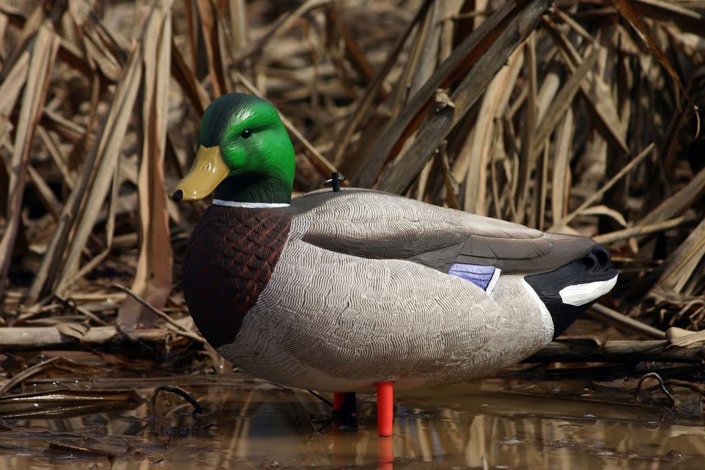 Canadian Waterfowl Supplies | 81 Oakland Rd, Scotland, ON N0E 1R0, Canada | Phone: (855) 434-3825