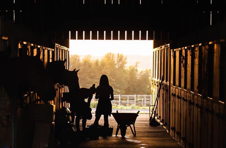 Goldfields Canada | Dust Extracted Straw & Bedding | 343 Main St unit 3, Schomberg, ON L0G 1T0, Canada | Phone: (905) 806-6114