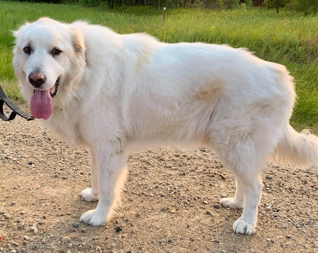 Manitoba Great Pyrenees Rescue | 20 Main St S, New Bothwell, MB R0A 1C0, Canada | Phone: (204) 771-8045