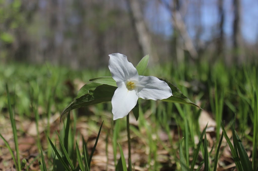 Strathroy Conservation Area | 245 Head St N, Strathroy, ON N7G 4L7, Canada | Phone: (519) 245-3710