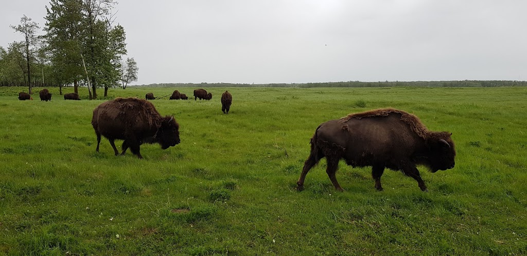 Bison loop road | Unnamed Road, Ardrossan, AB T8G 2A6, Canada