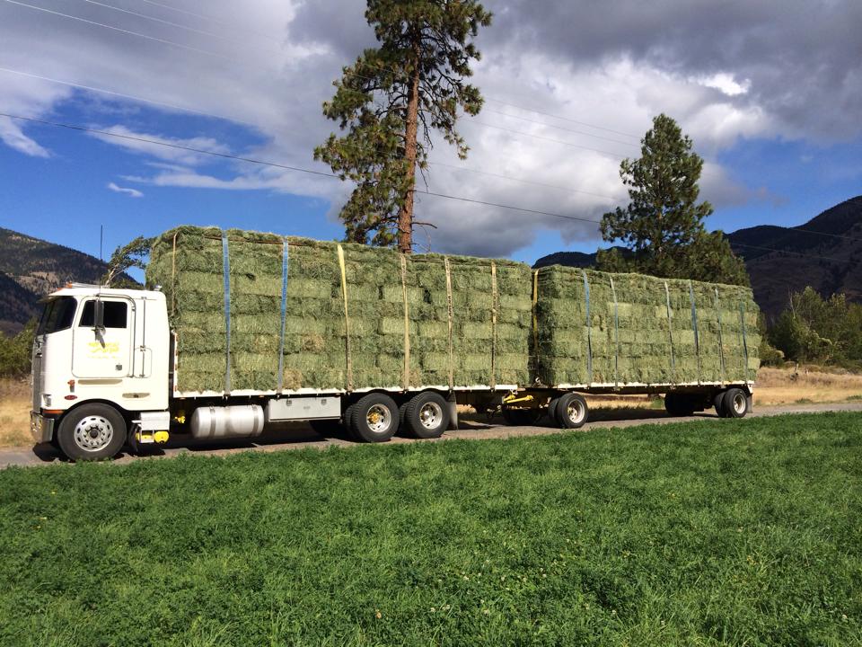 Wrayton Transport Ltd. Hay Sales | 118 224 Street, Langley City, BC V2Z 2V6, Canada | Phone: (604) 539-2304