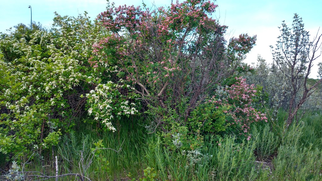 Karl Baker Offleash PARK | 2648 Toronto Crescent NW, Calgary, AB T2N 3W1, Canada